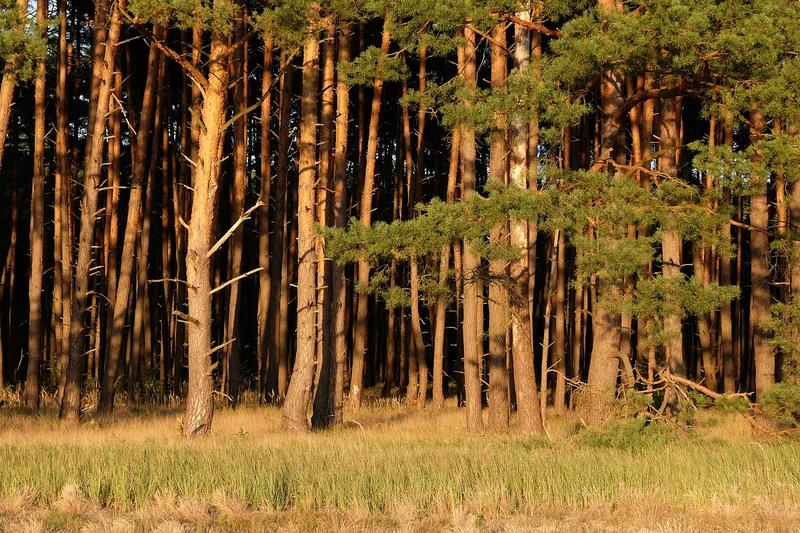 Biodiversity Protection Beyond Borders
