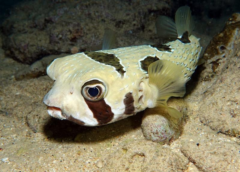 Fish ‘fingerprints’ in the ocean reveal which species are moving homes due to climate change
