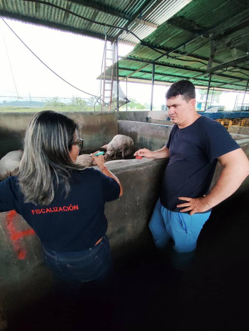 Sunagro inicia en Mérida el Plan Proteína Porcina 2025