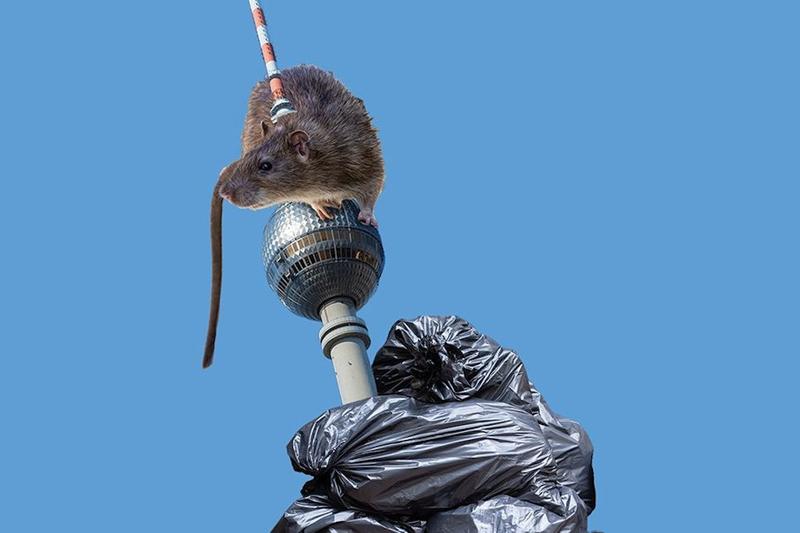 Berlin versinkt im Müll: Sind wir einfach nur Schweine?