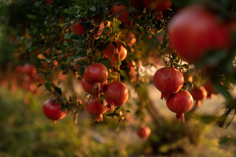 Why pomegranates, a Rosh Hashanah staple, are disappearing from Israeli farms