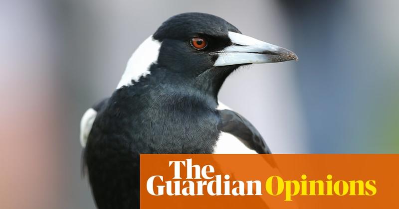 I’ve always admired the magpie for its beauty and spite – so much so I got one tattooed on my arm