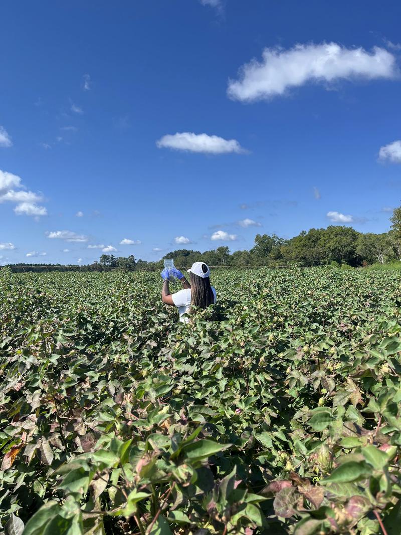 What happens when AI comes to the cotton fields