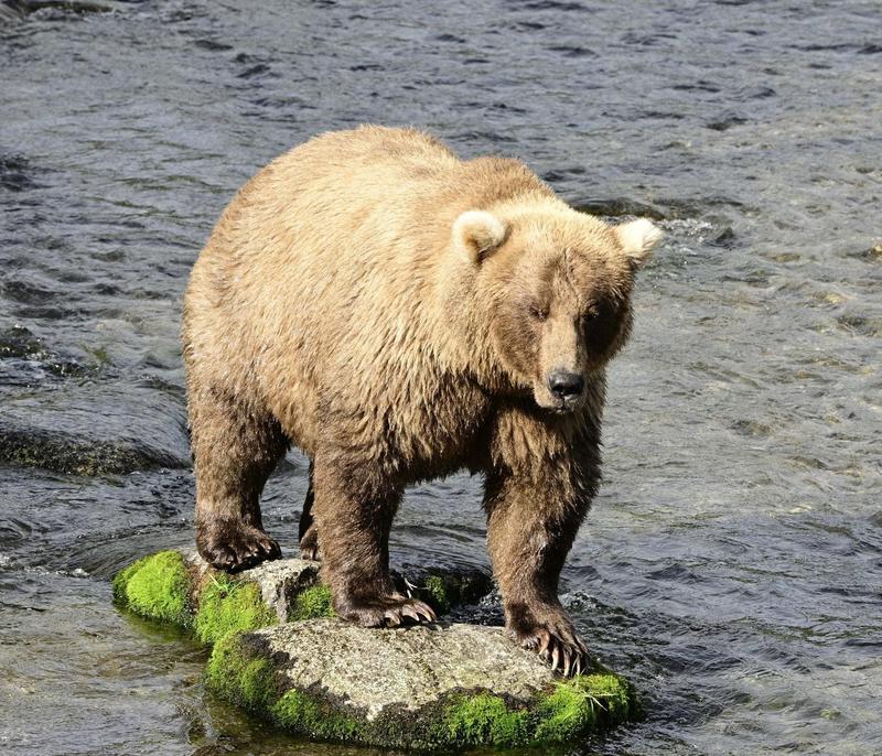 Fat Bear Week Reveals 2025 Furry Finalists As Voting Kicks Off Today