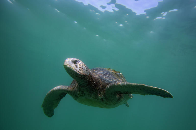 Trump’s proposed changes to the Endangered Species Act are ‘environmental sabotage’