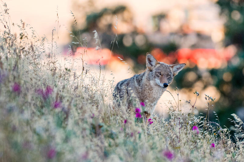 The 'apex predator' of coyotes in San Francisco