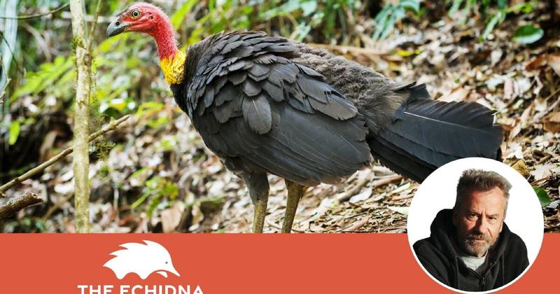As young people move out the brush-turkey moves in