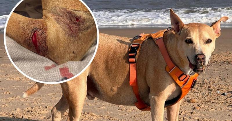Horror seafront dog attack has left pet owner 'traumatised'