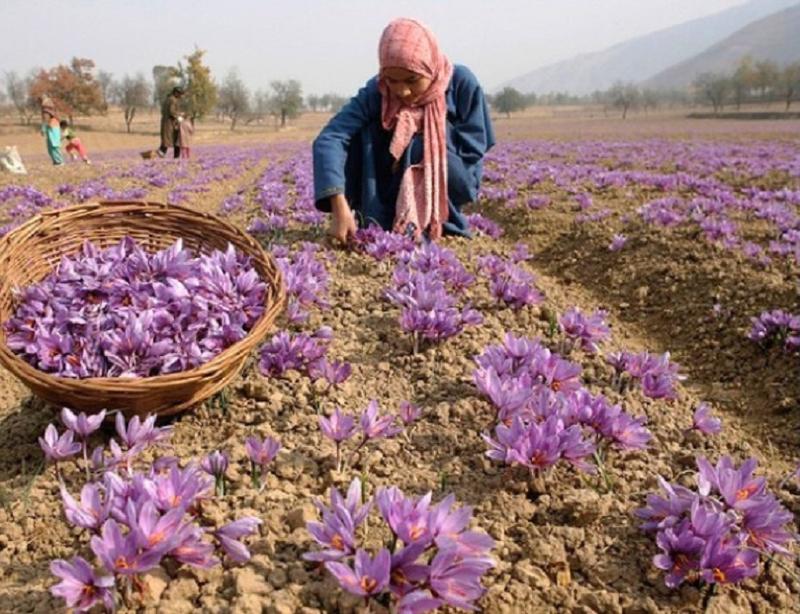 Kashmir’s Golden Crop Faces a Climate Threat
