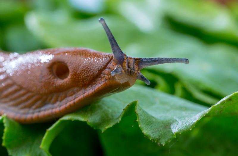 Why slugs are so hard to control – and how scientists are working to keep them in check