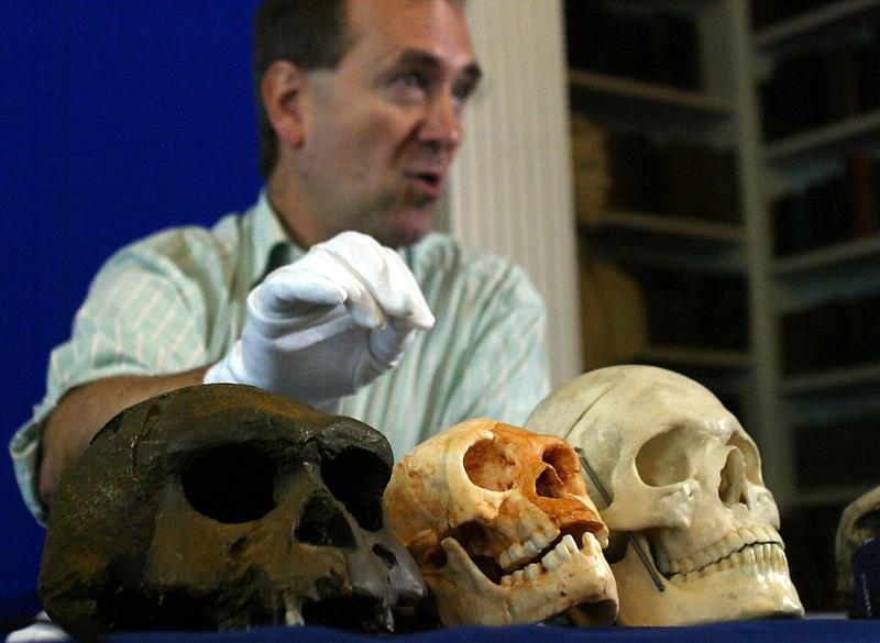 Hobbits of Flores evolved to be small by slowing down growth during childhood, new research on teeth and brain size suggests