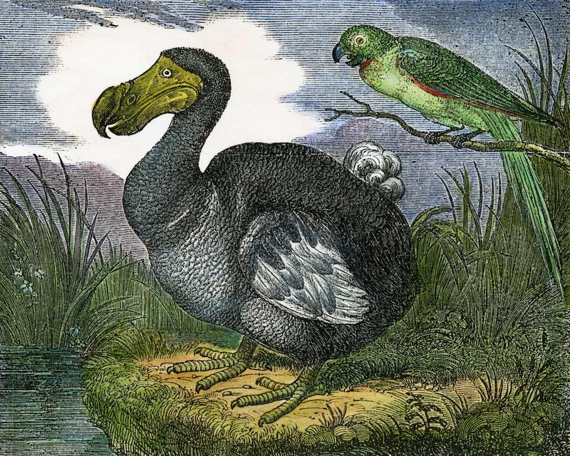 Dodo 2.0: how close are we to the return of this long extinct bird?