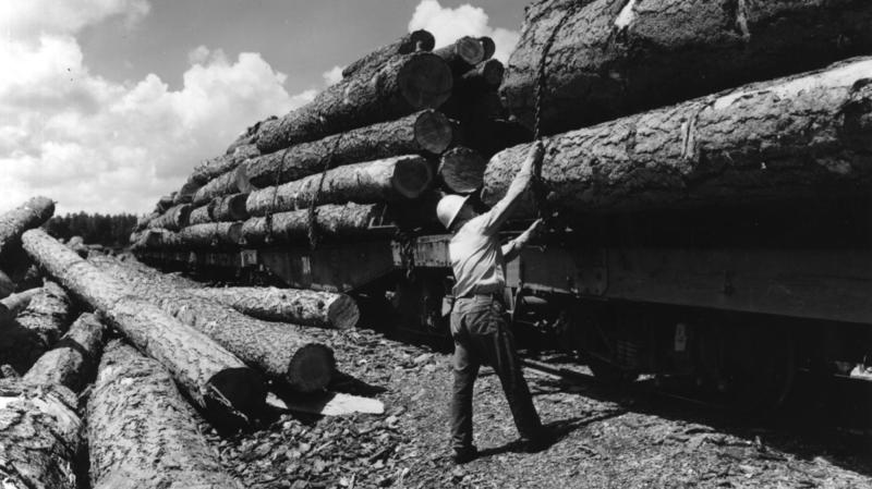The Dismantling of the US Forest Service Is Imminent