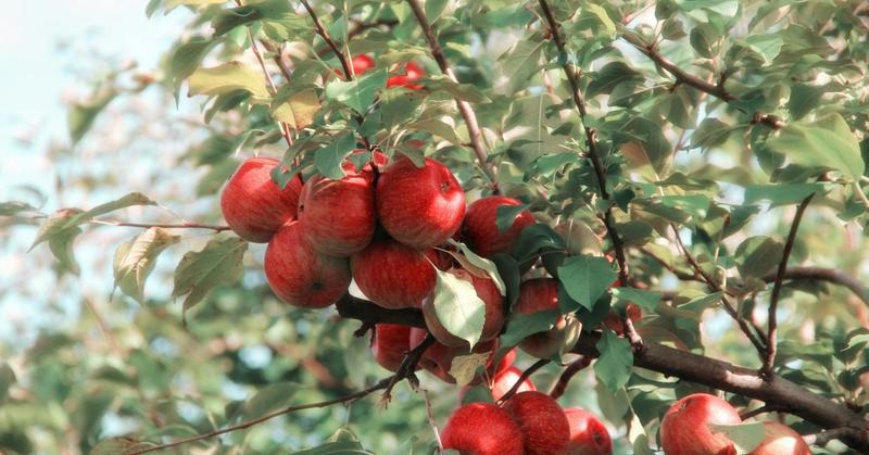 How Apples Can Connect Us to Wildness and Rewild Our Hearts