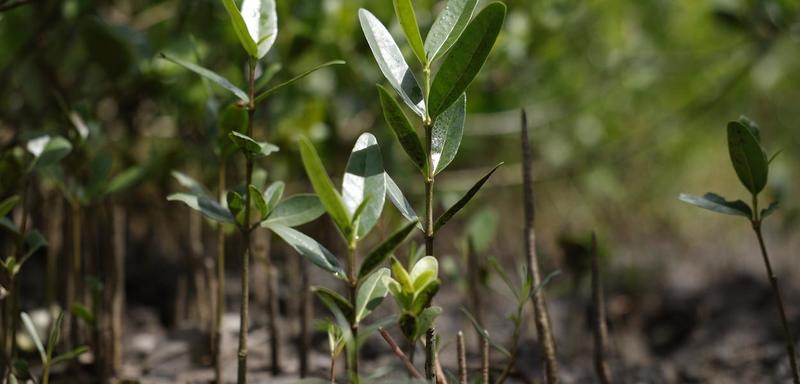 A natureza não nos pertence; nós é que pertencemos à natureza