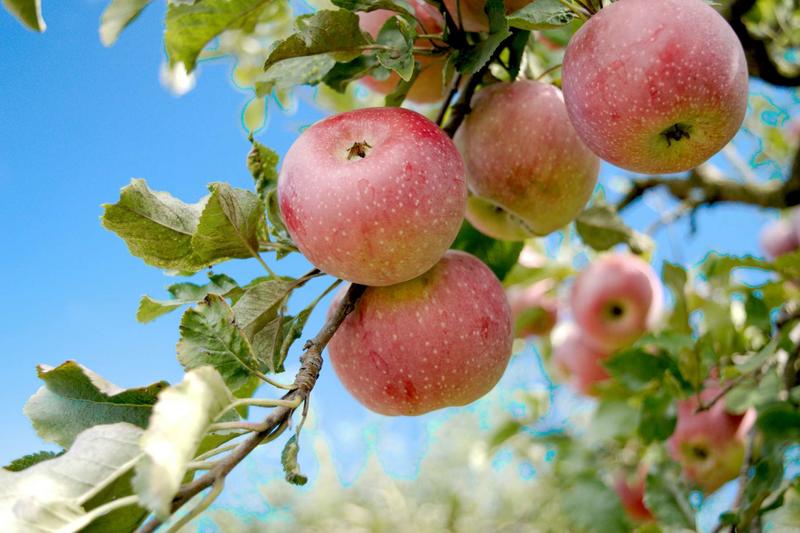 To Understand America, Look to the Everyday Apple