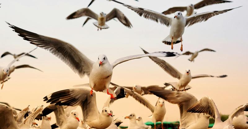 The Social Lives of Birds and How Much We’re Like Them