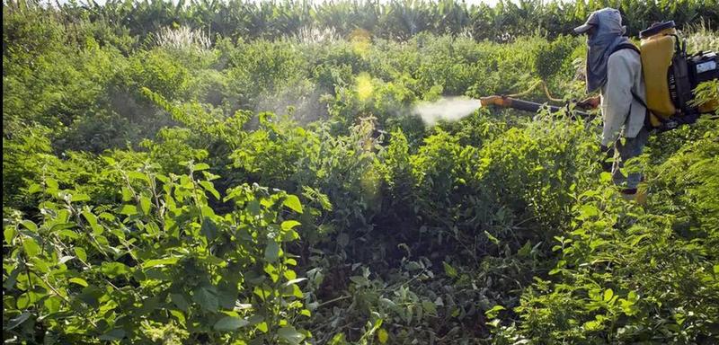 Pesticidas proibidos, mas exportados em massa: a dupla moral tóxica da Europa para as multinacionais
