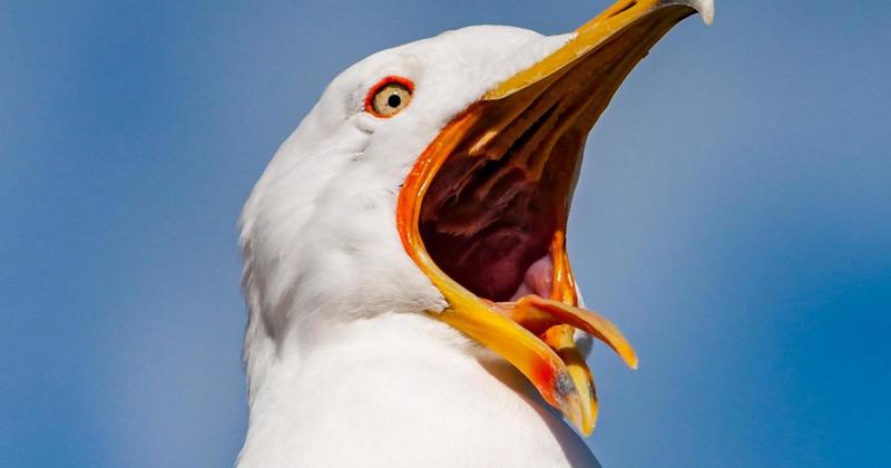 Douglas Ross versus the gulls Round Two. Come on gulls!