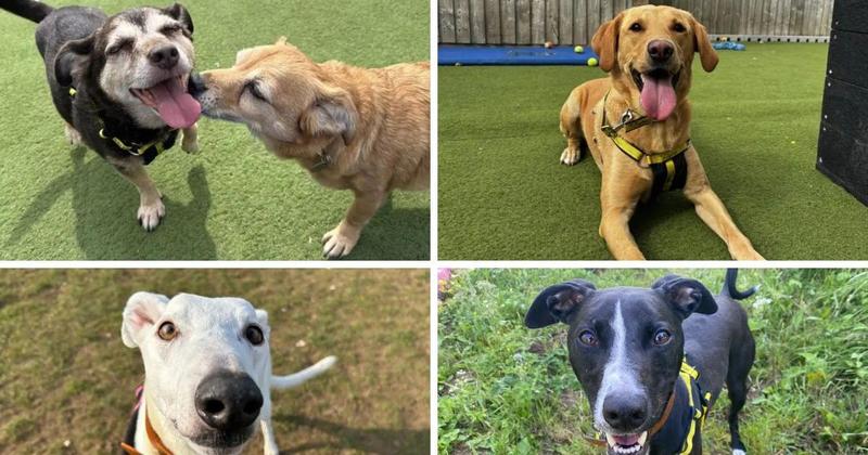 5 dogs who are looking for their forever homes in Norfolk