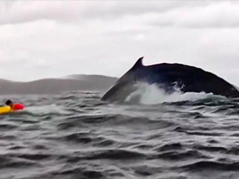Lo inghiotte una balena, ne esce vivo con il kayak
