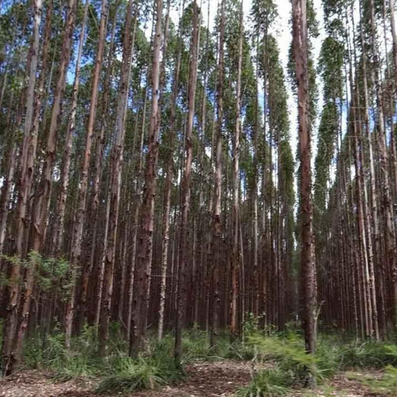 Minas Gerais lidera na produção e em área plantada de florestas