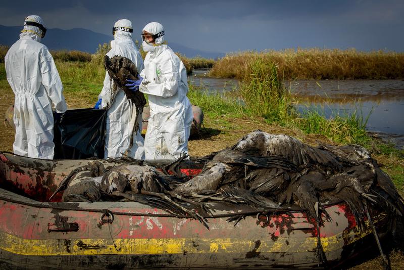 Hebrew U-led research team calls for global wildlife tracking to help curb pandemics