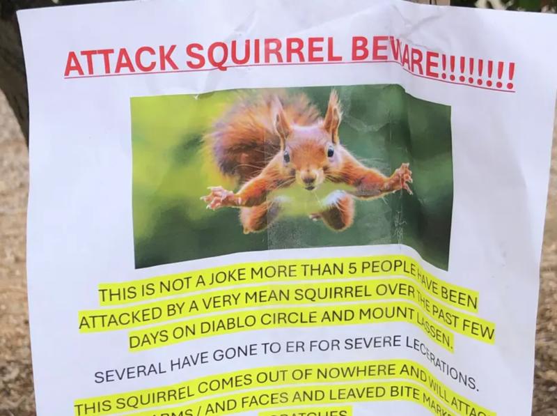 Squirrel that sent 2 Bay Area residents to ER likely raised by humans