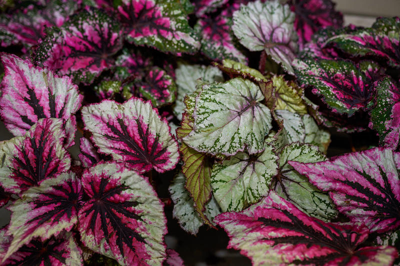Como cuidar da begônia rex; planta prefere locais bem iluminados