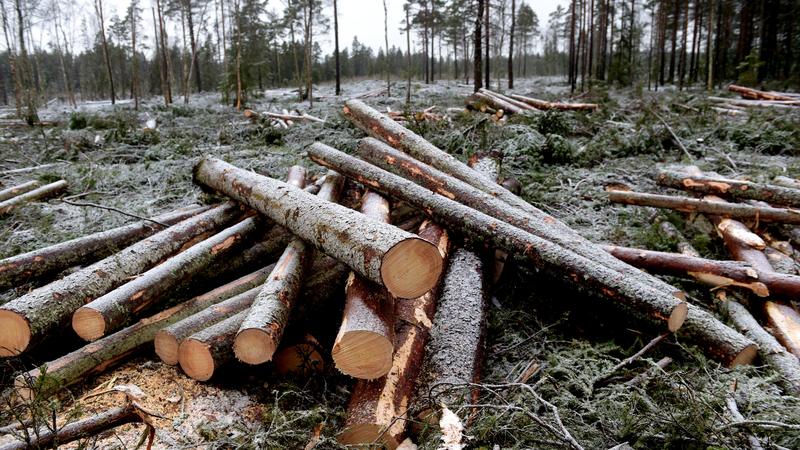 Bruka skogen ansvarsfullt