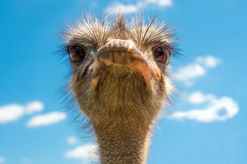 The ancestors of ostriches and emus were long-distance fliers – here’s how we worked this out