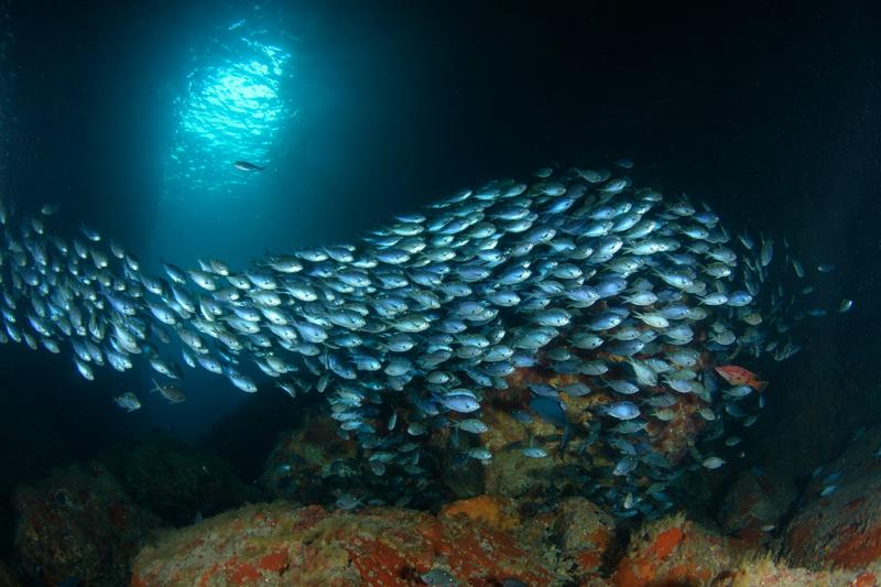 74 countries have now ratified a landmark treaty to protect the high seas. Why hasn’t NZ?