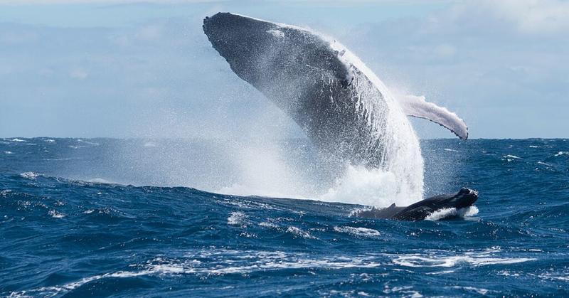 The Mysterious Lives of Aquatic Mammals