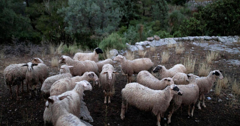 Γιατί δεν πρέπει να πάμε σε μαζικούς εμβολιασμούς κατά της ευλογιάς των αιγοπροβάτων - Στο Cretalive ο Ν. Κακαβάς