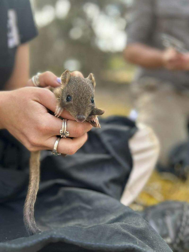 These little bettongs were wiped out in South Australia a century ago. Now they’re thriving alongside foxes and feral cats