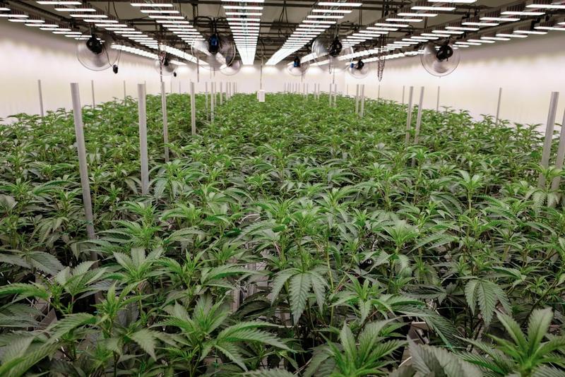 Cannabis-Legalisierung: Verfehlt das Gesetz seine Ziele?