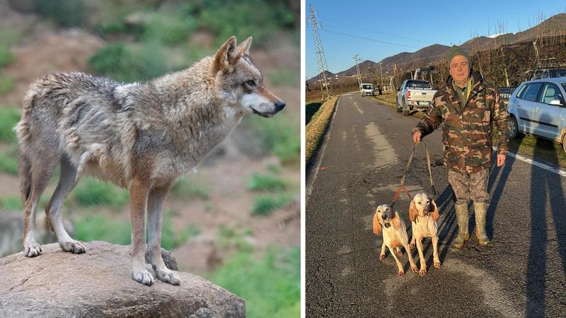 Cane attaccato da un lupo durante una battuta di caccia, salvato dal padrone