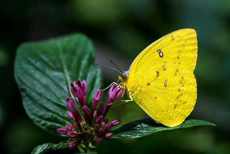 From frog saunas to butterfly puddles: 8 ways to turn your homes into a wildlife refuge