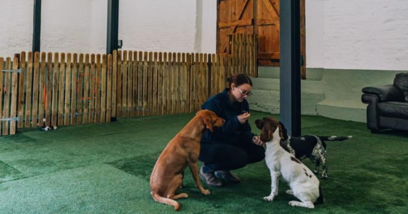 New doggy day care centre opening at farm
