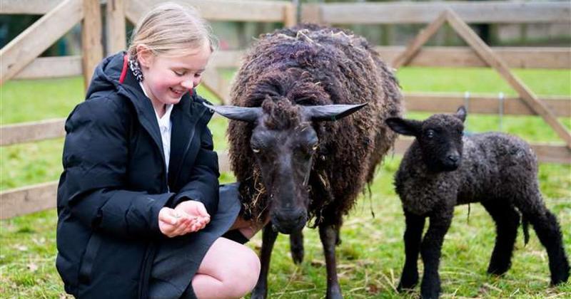 Schools invited to join 'magical' education experience with farm animals