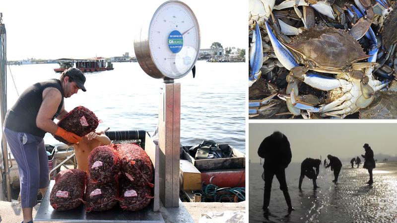 “Manca ossigeno in mare, moria di vongole”. Di notte in spiaggia, mercato nero dei granchi