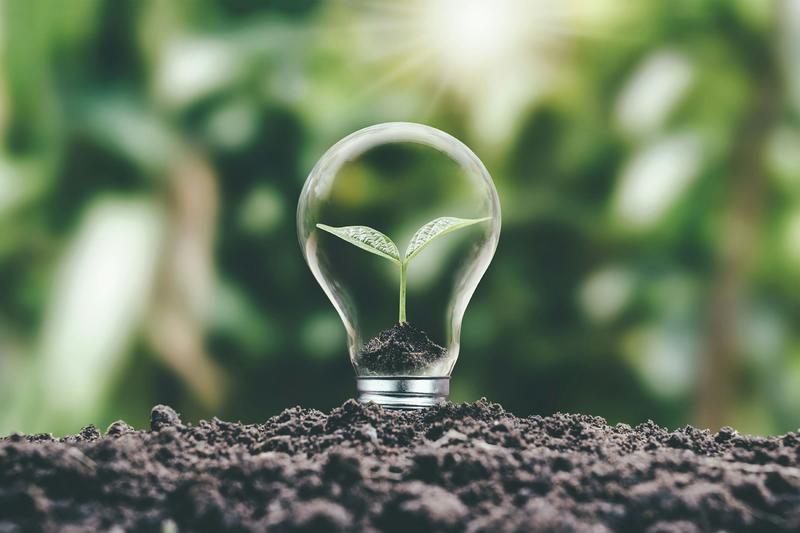Plants are incredibly sensitive – what we learned about their response system could help protect humans
