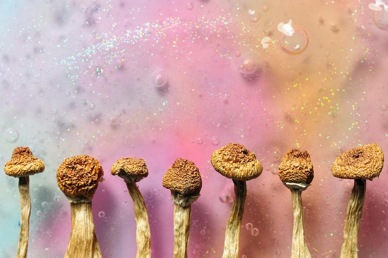 How different mushrooms learned the same psychedelic trick