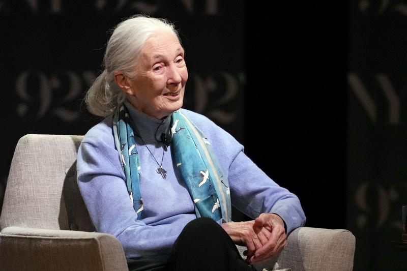 Jane Goodall, the gentle disrupter whose research on chimpanzees redefined what it meant to be human