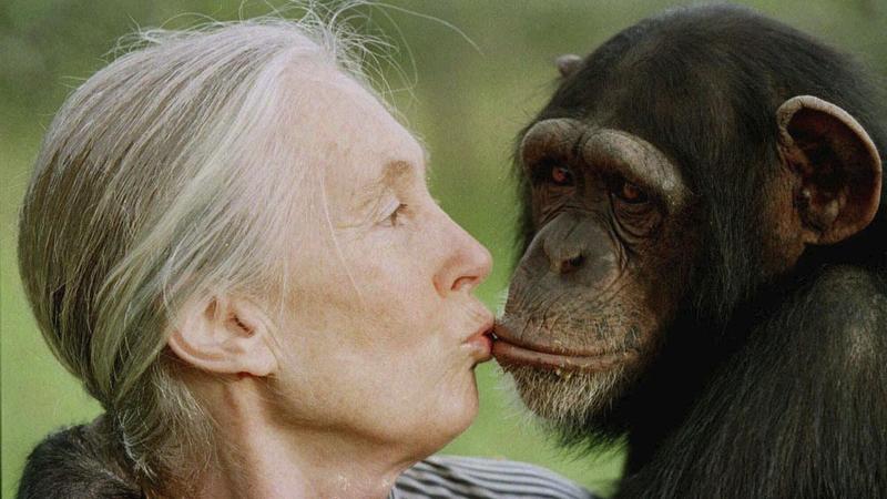 Muere Jane Goodall, la primatóloga que aprendió a hablar con los chimpancés y que puso a los humanos ante un espejo