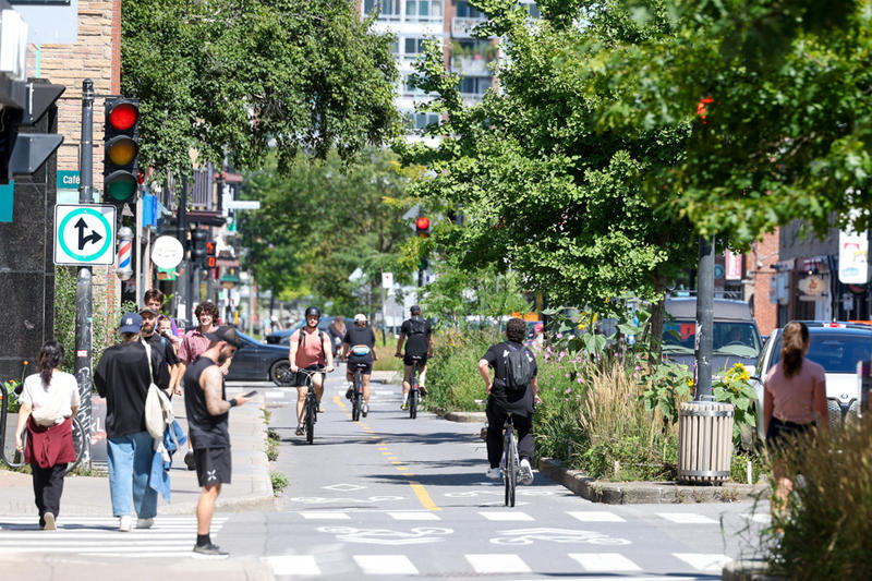 Y a-t-il trop d’arbres à Montréal ?