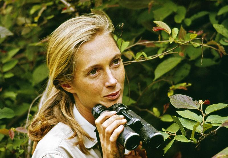 What Jane Goodall Told Us About How To Make An Impact