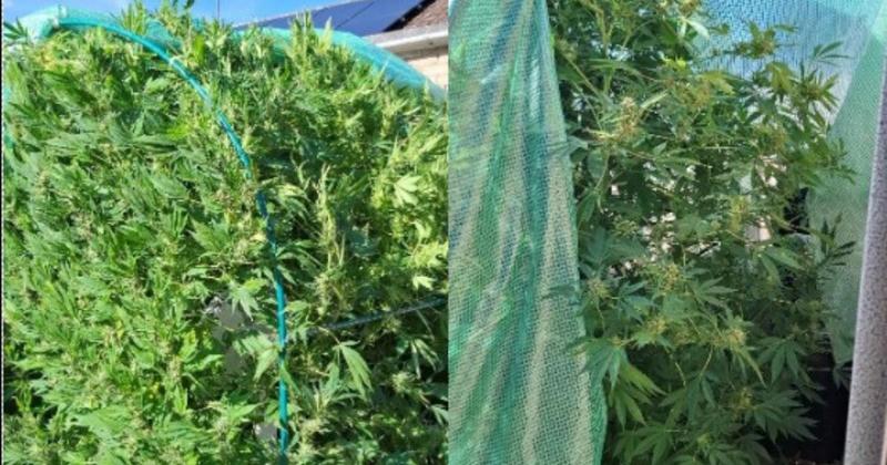 Man arrested after cannabis plant found during foot patrols