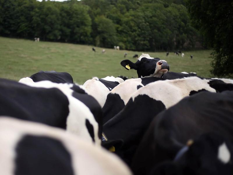Peter Rhodes on cows, cards and a new job vacancy in Gaza