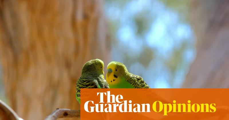 From Karachi’s crowded markets and Kabul’s alleys to Australia’s vast sky: budgies are for me fragments of memory